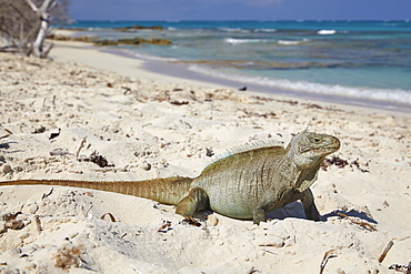 A Turks and Caicos rock iguana (Cyclura carinata), on Little Water Cay, Providenciales, Turks and Caicos, in the Caribbean, West Indies, Central America