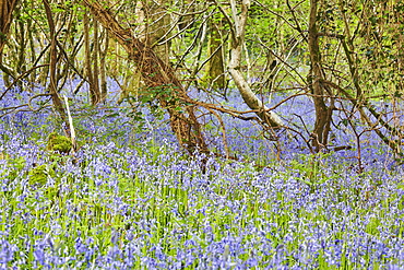 Bluebells in flower in Lady's Wood, near South Brent, Devon, England, United Kingdom, Europe