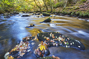 An autumn view, with autumn colours, of ancient woodland lining the River Teign, near Fingle Bridge, Dartmoor National Park, Devon, England, United Kingdom, Europe