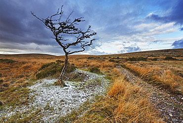 An autumnal view of a wind-gnarled hawthorn tree, on moorland on Gidleigh Common, Dartmoor National Park, Devon, England, United Kingdom, Europe