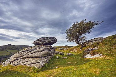 Granite boulders and a wind-gnarled hawthorn tree on Bench Tor, a typical landscape feature of Dartmoor National Park, Devon, England, United Kingdom, Europe