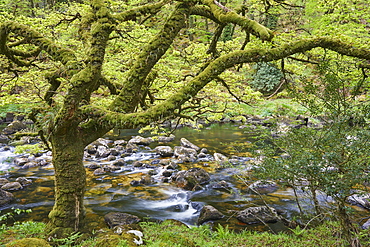 A woodland stream, the River Dart flowing through ancient oak woodland, in the heart of Dartmoor National Park, Devon, England, United Kingdom, Europe