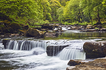 A woodland stream, the River Dart flowing through ancient oak woodland, in the heart of Dartmoor National Park, Devon, England, United Kingdom, Europe