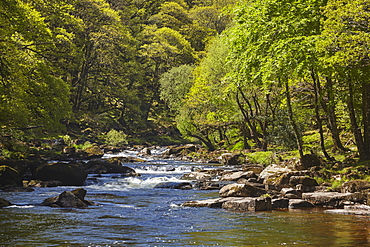 Ancient oak woodland in summer, lining a boulder-strewn River Dart in the heart of Dartmoor National Park, Devon, England, United Kingdom, Europe