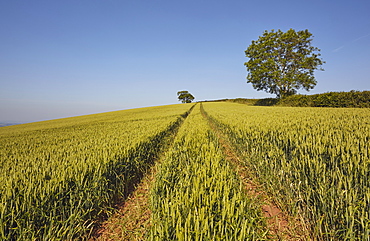 English farmland, a field of growing wheat with an old oak tree standing close by, near Crediton, in Devon, England, United Kingdom, Europe