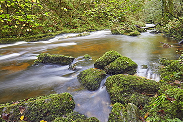 A woodland river surrounded by ancient woodland, the East Lyn River at Watersmeet, Exmoor National Park, Devon, England, United Kingdom, Europe