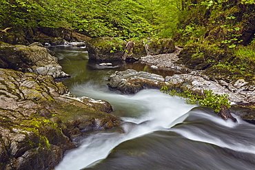 A woodland river surrounded by ancient woodland, the East Lyn River at Watersmeet, Exmoor National Park, Devon, England, United Kingdom, Europe