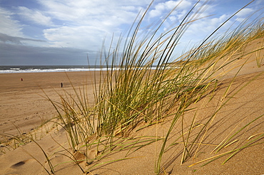 Marram grass stabilising sand dunes along the edge of a magnificent beach, at Woolacombe, north Devon, England, United Kingdom, Europe