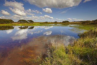 Croft Pascoe Pool, on Goonhilly Down, an important protected area for biodiversity, on the Lizard peninsula, in west Cornwall, England, United Kingdom, Europe