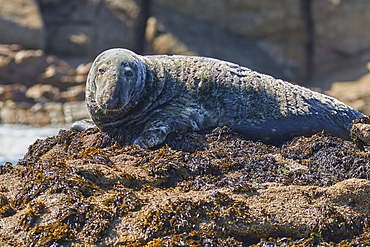 A Grey Seal (Halichoerus grypus), resting on a rock in the Western Rocks, at the western edge of the Isles of Scilly, England, United Kingdom, Europe