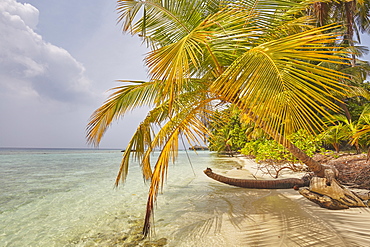 Coconut palm hanging over the beach, Kuramathi Island, Rasdhoo atoll, Ari atoll, Maldives, Indian Ocean, Asia