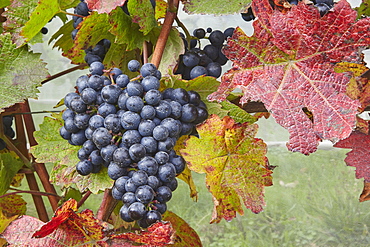 Dornfelder grapes ready for the autumn harvest, at Trevibban Mill Vineyard, near Padstow, Cornwall, England, United Kingdom, Europe