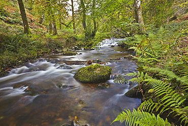 Horner Wood and Horner Water, at Pool Bridge, near Porlock, in Exmoor National Park, Somerset, England, United Kingdom, Europe