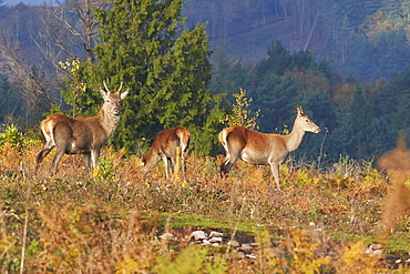 A group of Red Deer (Cervus elaphus) in countryside near Dunster, in Exmoor National Park, Somerset, England, United Kingdom, Europe