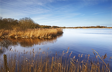 A wintery view of marshland, in Shapwick Heath Nature Reserve, one of the Avalon Marshes, near Glastonbury, Somerset, England, United Kingdom, Europe