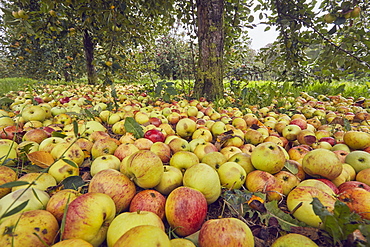 Fallen cider apples ready for harvest in September, Somerset, England, United Kingdom, Europe