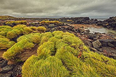 A low-lying basalt lava shoreline at Kalfatjorn, near Keflavik, Iceland, Polar Regions