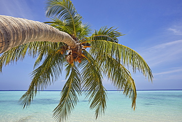 A tropical island beachside coconut palm, Gaafu Dhaalu atoll, in the far south of The Maldives, Indian Ocean, Asia