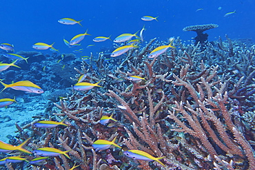 A shoal of Yellowback Fusiliers (Caesio teres) swim around Acropora species hard corals, Gaafu Dhaalu atoll, The Maldives, Indian Ocean, Asia