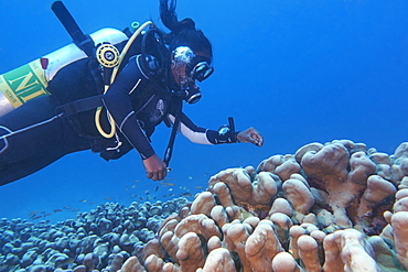 A diver around a Stylophora species hard coral, on a tropical coral reef, in Gaafu Dhaalu atoll, The Maldives. Indian Ocean, Asia