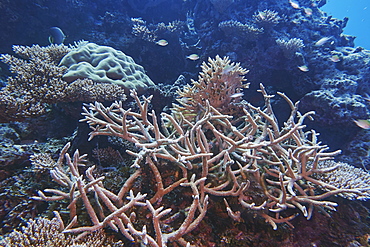 A mix of Acropora species hard corals, on a tropical coral reef, around Gaafu Dhaalu atoll, in the south of The Maldives, Indian Ocean, Asia