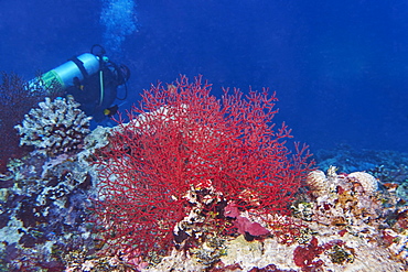 A gorgonian sea fan (possibly Echinogorgia species) octocoral on a tropical coral reef, in Gaafu Dhaalu atoll, The Maldives, Indian Ocean, Asia