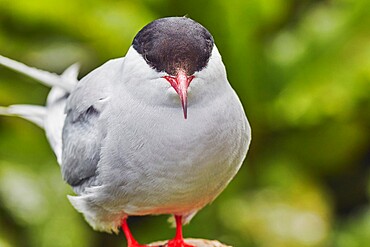 A portrait of an Arctic tern (Sterna paradisaea), on Inner Farne, Farne Islands, Northumberland, England, United Kingdom, Europe