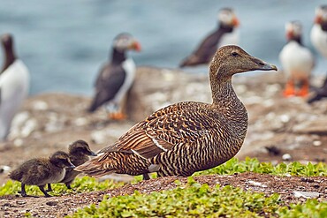 A female Eider duck (Somateria mollissima), with chicks on Inner Farne, Farne Islands, Northumberland, England, United Kingdom, Europe