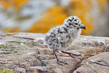 A chick of a Great Black-backed Gull (Larus marinus), on Staple Island, Farne Islands, Northumberland, England, United Kingdom, Europe