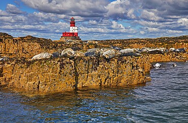 Basking Grey Seals (Halichoerus grypus), on Longstone Island, Farne Islands, Northumberland, England, United Kingdom, Europe