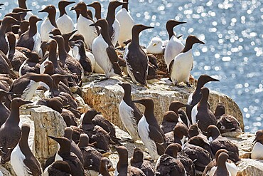 Crowds of nesting Guillemots (Uria aalge), on Staple Island, Farne Islands, Northumberland, England, United Kingdom, Europe