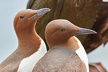 A Guillemot pair (Uria aalge), on Inner Farne, Farne Islands, Northumberland, England, United Kingdom, Europe