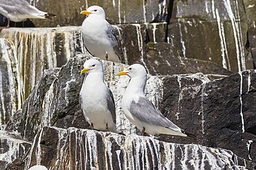 Kittiwakes (Rissa tridactyla), nesting on cliffs on Staple Island, Farne Islands, Northumberland, northeast England, United Kingdom, Europe