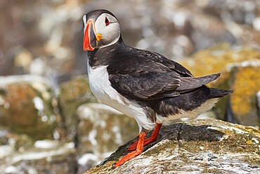 A portrait of an Atlantic Puffin (Fratercula arctica), on Staple Island, Farne Islands, Northumberland, northeast England, United Kingdom, Europe