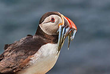 An Atlantic Puffin (Fratercula arctica), carrying sand eels, Staple Island, Farne Islands, Northumberland, northeast England, United Kingdom, Europe