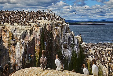 Crowds of Guillemots (Uria aalge), on Staple Island, in the Farne Islands, Northumberland, northeast England, United Kingdom, Europe