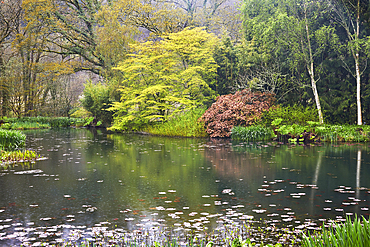 A springtime view of the lake at RHS Rosemoor Garden, near Great Torrington, Devon, England, United Kingdom, Europe