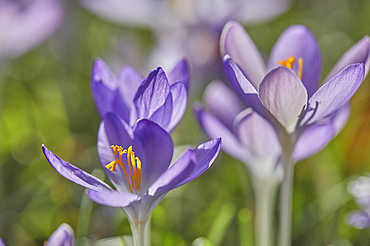 Purple crocuses in flower in early spring, one of the earliest flowers to announce the arrival of spring, Devon, England, United Kingdom, Europe