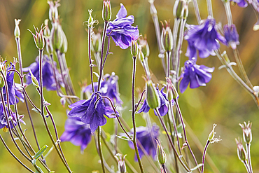 The Common Columbine (Aquilegia vulgaris) in flower on heathland in summer, Little Haldon, near Teignmouth, Devon, England, United Kingdom, Europe