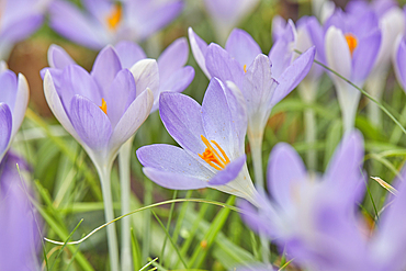 Purple crocuses in flower in early spring, one of the earliest flowers to announce the arrival of spring, in Devon, England, United Kingdom, Europe