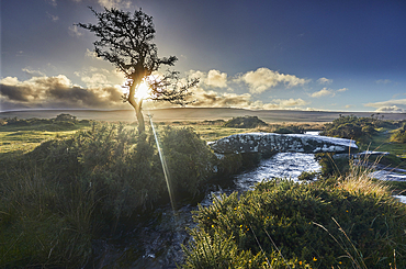 A gnarled old hawthorn tree silhouetted by the setting sun, with an ancient stone bridge crossing a stream nearby, on open moorland, Gidleigh Common, near Chagford, Dartmoor National Park, Devon, England, United Kingdom, Europe