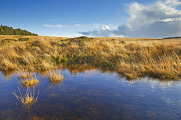 Autumn across the marshy open moors of Dartmoor, Gidleigh Common, near Chagford, Dartmoor National Park, Devon, England, United Kingdom, Europe