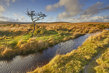 Autumn across the marshy open moors of Dartmoor, Gidleigh Common, near Chagford, Dartmoor National Park, Devon, England, United Kingdom, Europe