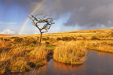 A rainbow arches across the marshy open moors of Dartmoor in autumn, Gidleigh Common, near Chagford, Dartmoor National Park, Devon, England, United Kingdom, Europe