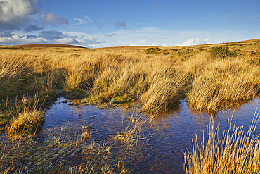 Autumn across the marshy open moors of Dartmoor; Gidleigh Common, near Chagford, Dartmoor National Park, Devon, England, United Kingdom, Europe