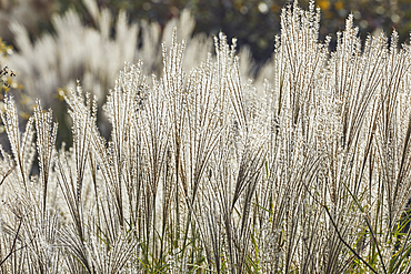 Pampas grass in autumn, in a Devon garden, England, United Kingdom, Europe