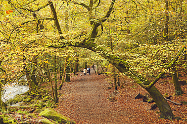 Autumn colours in ancient woodland, near Ivybridge, Dartmoor National Park, Devon, England, United Kingdom, Europe