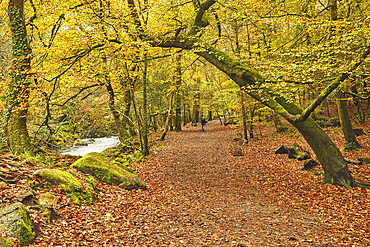 Autumn colours in ancient woodland, near Ivybridge, Dartmoor National Park, Devon, England, United Kingdom, Europe