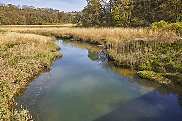 The River Tamar at Cotehele Quay, the border between Devon and Cornwall, near Gunnislake, Cornwall, England, United Kingdom, Europe