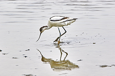 An avocet, Recurvirostra avosetta, at Brownsea Island, a nature reserve in Poole Harbour, Dorset, Great Britain.